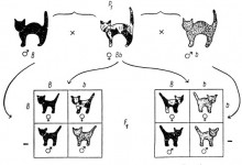 Последствия генетических экспертиз
